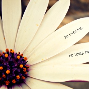 He Loves Me, He Loves Me&nbsp;Not